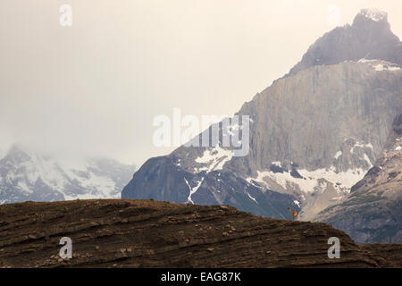 Guanaco su una collina nel paesaggio del Parco Nazionale Torres del Paine, Patagonia, Cile Foto Stock