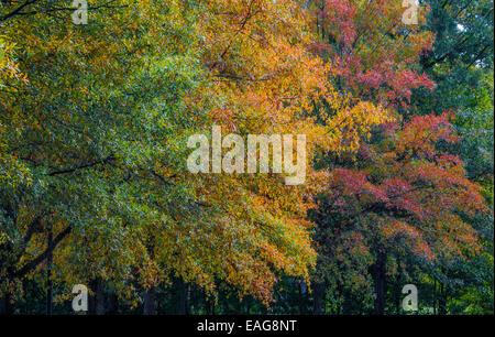 I colori dell'autunno sul display del Fernbank Museum di Storia Naturale di Atlanta, Georgia, Stati Uniti d'America. Foto Stock