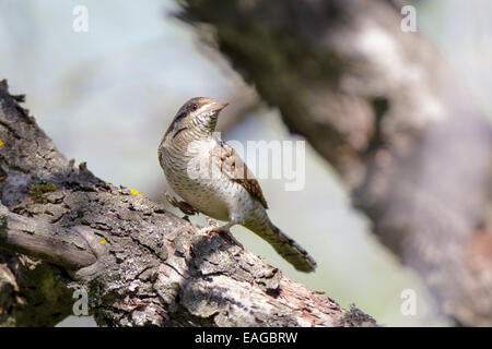 Jynx torquilla, Eurasian spasmodico. Russia, Rjazan Regione (Ryazanskaya oblast), il distretto Pronsky, Denisovo. Foto Stock