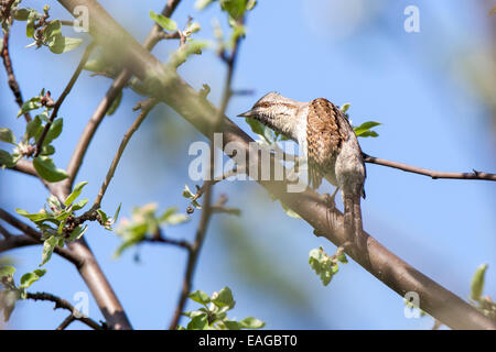 Jynx torquilla, Eurasian spasmodico. Russia, Rjazan Regione (Ryazanskaya oblast), il distretto Pronsky, Denisovo. Foto Stock