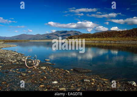 Caribou palchi sulla riva lungo il fiume Noatak Ar Ak cancelli di caduta dell'Artico Np/N Foto Stock