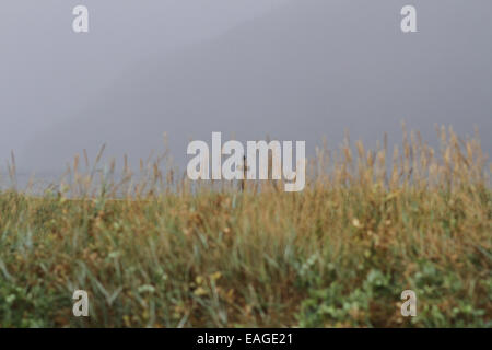 Linea di costa lungo la Cabot Trail in Cape Breton, Nova Scotia. Foto Stock