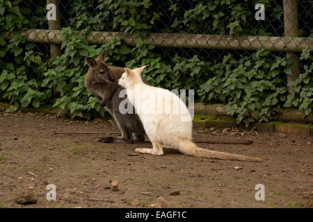 Wallaby Kissing Foto Stock