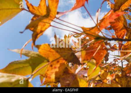 Liquidambar sp. Autunno in Harrachpark, Bruck an der Leitha, Austria Inferiore, Austria Foto Stock