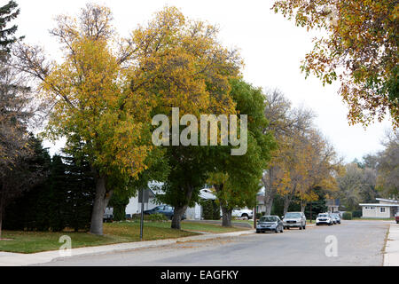 Viale alberato strada suburbana con singoli piani case canadese del Saskatchewan, Canada Foto Stock