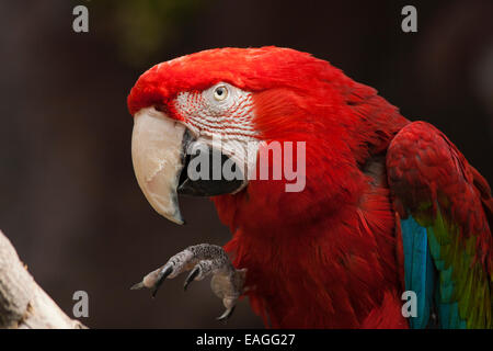 Scarlet Macaw ritratto Foto Stock