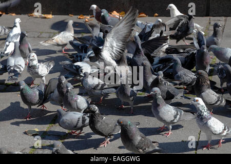 Un gregge di foraggio rock piccioni in scompiglio nella piazza del municipio di Copenhagen, Danimarca Foto Stock