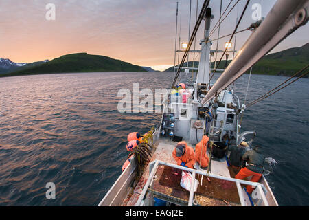 Eviscerazione di ippoglosso commerciali durante la pesca con palangari vicino alla baia di freddo, Southwest Alaska, Estate. Foto Stock