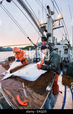 Eviscerazione di ippoglosso commerciali durante la pesca con palangari vicino alla baia di freddo, Southwest Alaska, Estate. Foto Stock