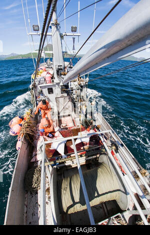 Eviscerazione di ippoglosso commerciali durante la pesca con palangari vicino alla baia di freddo, Southwest Alaska, Estate. Foto Stock