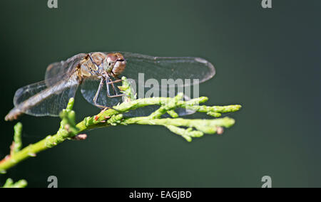 Libellula marrone su un ramo verde Foto Stock