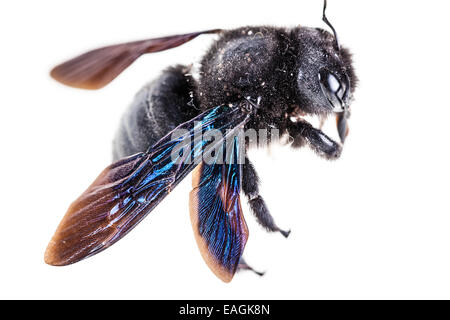 Violetta carpenter bee specie xylocopa violacea in alta definizione isolato su bianco Foto Stock