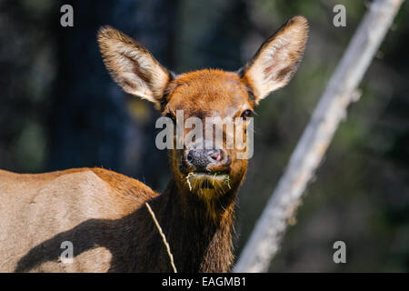 Wild Antlered bull elk durante la stagione di solchi, il Parco Nazionale di Banff Alberta Canada Foto Stock