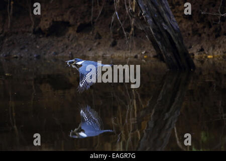 Femmina di inanellare Kingfisher (Ceryle alcyon) portante un pesce. Stream accanto ad una spiaggia in Guanacaste in Costa Rica, America centrale. Foto Stock