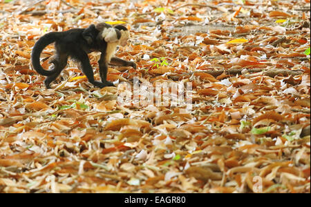 Femmina bianca di fronte-scimmia cappuccino (Cebus capucinus) bambino portando sul retro. Palo Verde National Park, Guanacaste in Costa Rica. Foto Stock