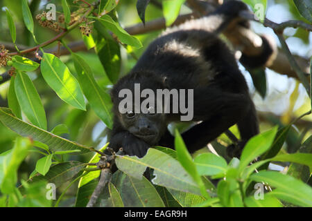 Mantled scimmia urlatrice (Alouatta palliata). Tropical foresta secca. Palo Verde National Park, Guanacaste in Costa Rica. Foto Stock