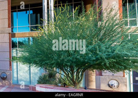 Streetscapes urbano e gli edifici nel centro cittadino di Phoenix, Arizona Foto Stock