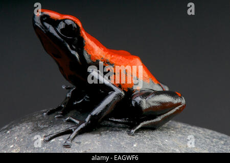 Splash-backed dart frog / Adelphobates galactonotus Foto Stock