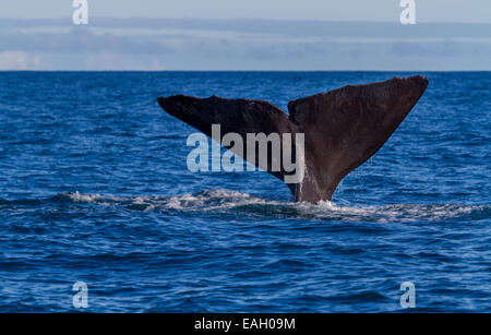 La coda di un Capodoglio (Physeter macrocephalus) immersioni. Shot vicino a Kaikoura Nuova Zelanda Foto Stock