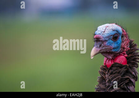 Closeup colpo alla testa di un maschio Wild Turchia sotto la pioggia. Foto Stock