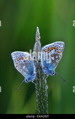 Tre comuni farfalle blu a riposo su un seme head UK Foto Stock