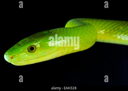 Verde / mamba Dendroaspis angusticeps Foto Stock