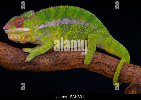 Panther chameleon / Furcifer pardalis Foto Stock