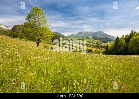 Mont Outheran e Col du Mollard, Entremon le Vieux, naturale Parc De La Chartreuse, Savoie, Rhône-Alpes, in Francia Foto Stock