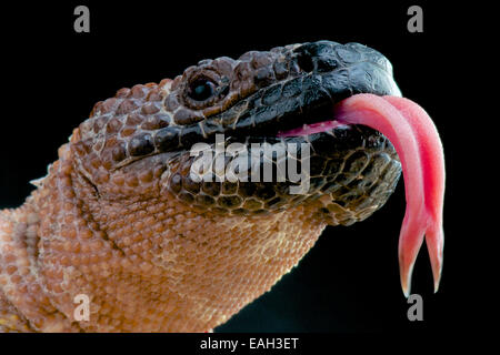 Bordato lizard / Heloderma horridum Foto Stock