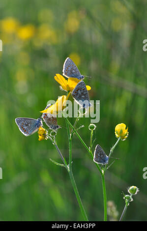Comune di farfalle blu a riposo su buttercup REGNO UNITO Foto Stock