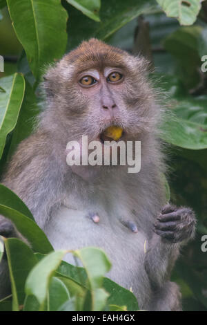 Una lunga coda Macaque spuntini su alcuni frutti lungo il fiume Kinabatangan nel Borneo. Foto Stock