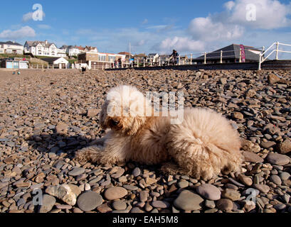 Labradoodle cane su una spiaggia di ciottoli, Crooklets, Bude, Cornwall, Regno Unito Foto Stock