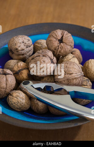 Juglans regia di frutta. Appena raccolto le noci in una ciotola blu. Foto Stock