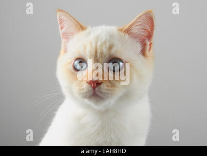 A Selkirk Rex variante gattino Foto Stock