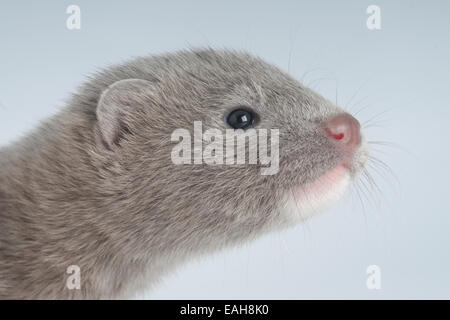 American mink / Neovison vison Foto Stock