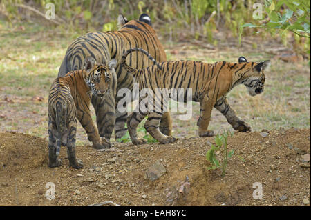 Wild Indian Tiger madre con i suoi giovani cubs nelle estati calde di Ranthambore Foto Stock