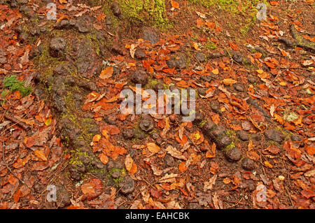 Pino radici in un tappeto di autunno faggio e foglie di quercia Foto Stock