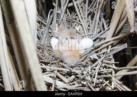 Ixobrychus minutus, tarabusino. Nido in natura. Foto Stock