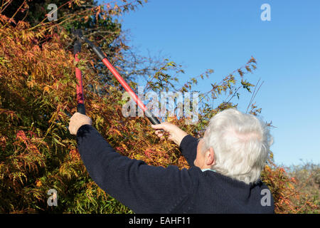Donna senior che fa giardinaggio utilizzando i locatori per tagliare un cespuglio giardino in autunno, un'attività familiare. Inghilterra, Regno Unito, Gran Bretagna. Foto Stock