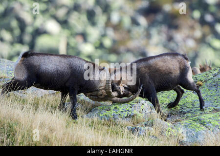 Un impressionante lotta tra due completamente cresciuti delle capre di montagna o spagnolo Ibex, piena di tensione e violenza. Gredos, Avila, Spagna. Foto Stock