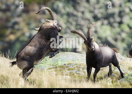 Un impressionante lotta tra due completamente cresciuti delle capre di montagna o spagnolo Ibex, piena di tensione e violenza. Gredos, Avila, Spagna. Foto Stock