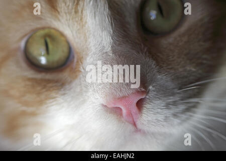 Chiusura del gatto domestico Foto Stock