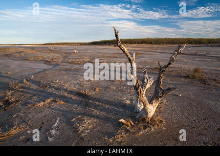 Un albero morto nel mezzo di un asciutto Salt Lake. La Sal Vieja, Willacy County, Texas, Stati Uniti d'America. Foto Stock