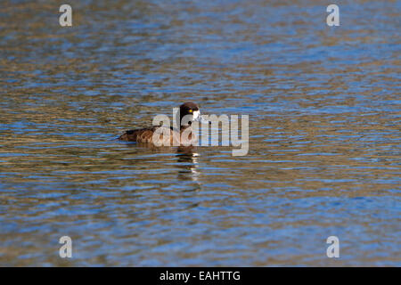 Lesser Scaup (Aythya affinis) femmina sull oceano al collo Point Park, Nanaimo, BC, Canada nel mese di marzo con increspature e riflessioni Foto Stock