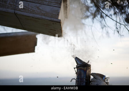 I keniani imparare il metodo di top-bar l'apicoltura. Albero della Vita apicoltura insegna questo metodo di apicoltura in tutta l Africa orientale Foto Stock