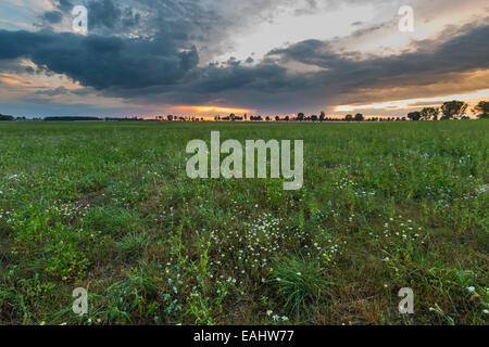 Campo verde al mattino. Foto Stock