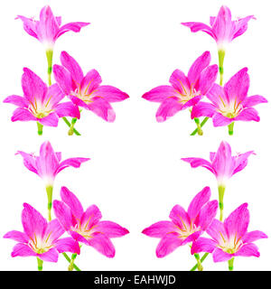 Fiori di colore rosa Giglio Zephyranthes, pioggia Lily, Fata Lily, poco streghe, isolato su sfondo bianco Foto Stock