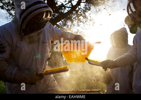 I keniani imparare il metodo di top-bar l'apicoltura. Albero della Vita apicoltura insegna questo metodo di apicoltura in tutta l Africa orientale Foto Stock