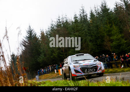 Llangadfan, Galles. Xv Nov, 2014. FIA World Rally Championship, Rally Galles GB. Thierry Neuville e Nicolas Gilsoul del Belgio competere con la Hyundai Motorsport i20 WRC durante il Dyfnant 1 tappa il giorno 3. Credito: Azione Sport Plus/Alamy Live News Foto Stock