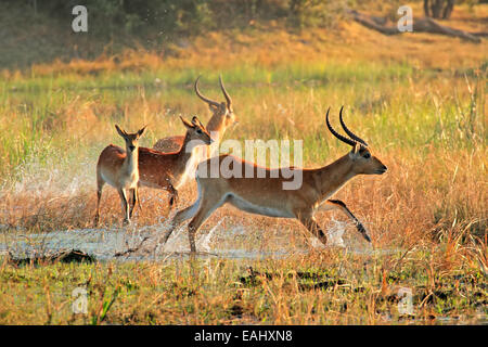 Red lechwe antilopi (Kobus leche) in esecuzione attraverso acqua, fiume Kwando, Namibia Foto Stock